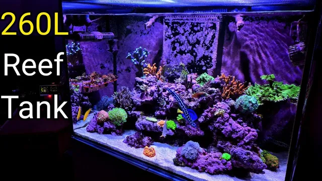 How to Keep a Mixed Reef Aquarium: Tips and Tricks for Success