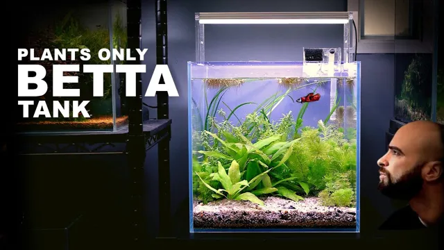 how to keep a planted aquarium