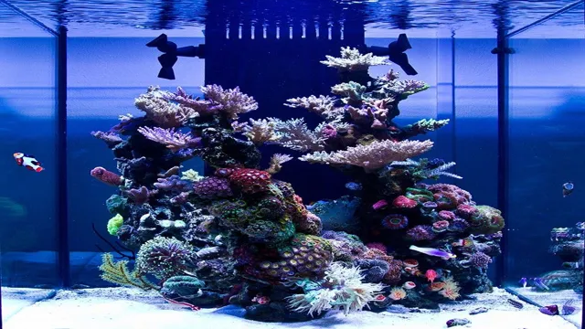 how to keep a reef aquarium