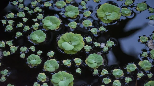 How to Keep a Regular Plants Floating in Aquarium: Tips and Tricks