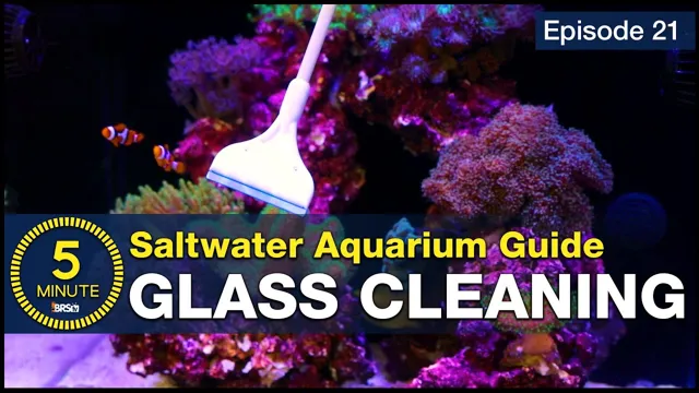 How to Keep a Saltwater Aquarium Crystal Clear: Tips and Tricks