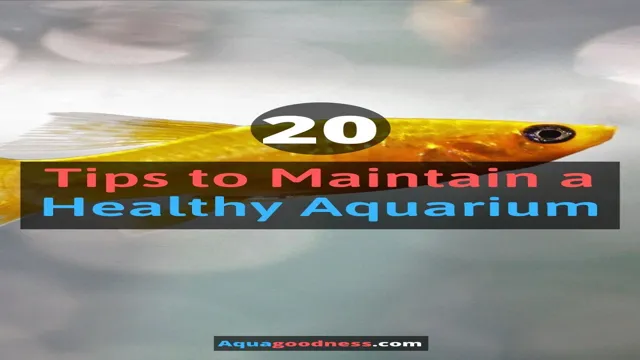 how to keep a saltwater aquarium healthy