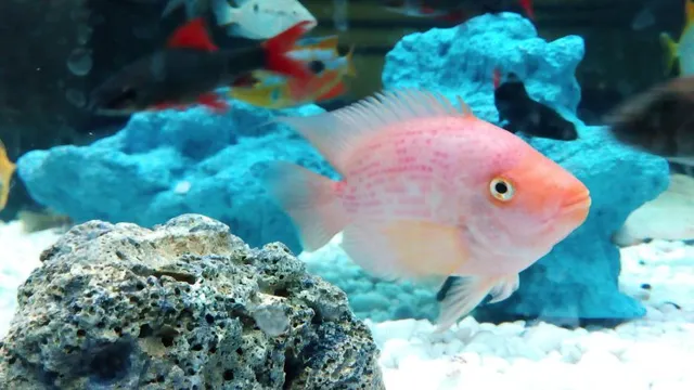 How to Keep a Saltwater Aquarium Healthy: 10 Essential Tips You Need to Know