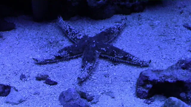how to keep a starfish in an aquarium