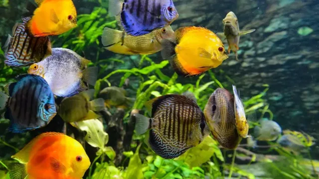 how to keep a tropical aquarium