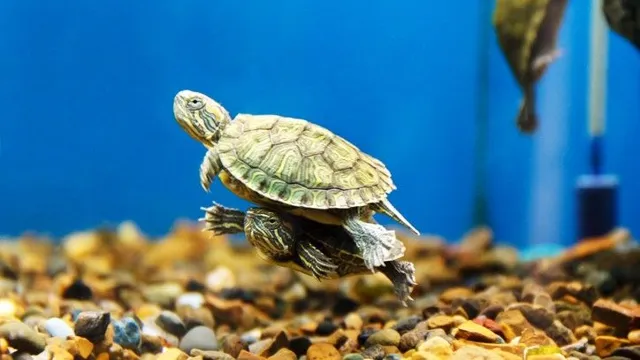 how to keep a turtle in an aquarium