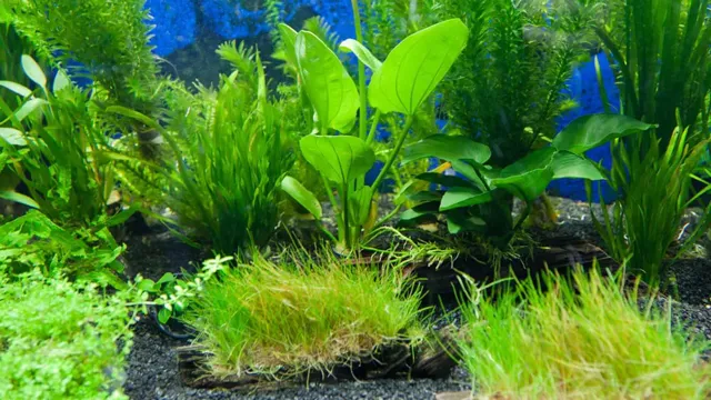 How to Keep Algae off Aquarium Plants: Tips and Tricks for a Pristine Tank