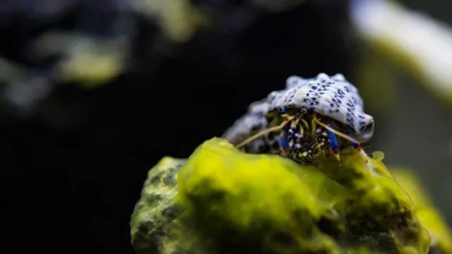 how to keep algae out of small aquarium