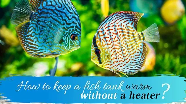 How to Keep an Aquarium Warm Without a Heater: Easy and Effective Methods