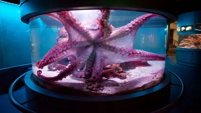 how to keep an octopus in an aquarium
