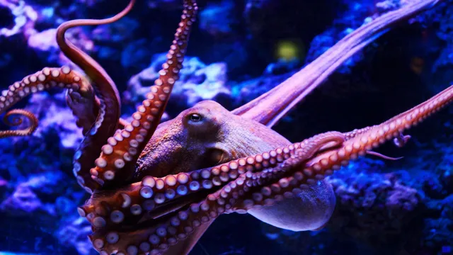 How to Keep an Octopus in an Aquarium: Tips for a Happy and Healthy Cephalopod