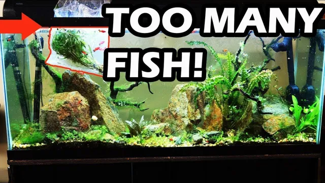how to keep an overstocked aquarium