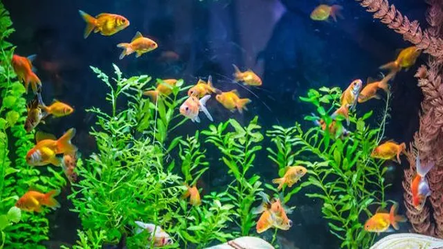 How to Keep an Overstocked Aquarium: Tips and Tricks for Maintaining Healthy Fish