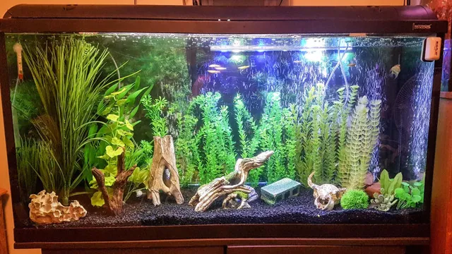 how to keep aquarium clean and clear