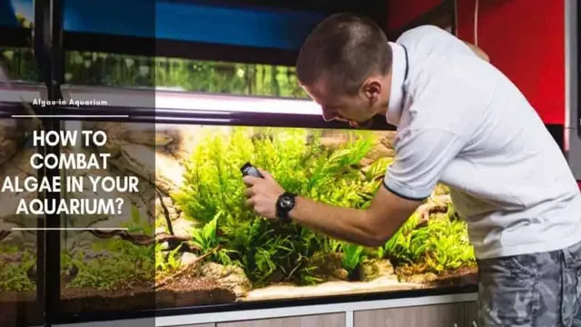 how to keep aquarium clear of algae