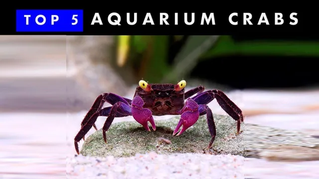 How to Keep Aquarium Crab: Tips for Maintaining a Happy & Healthy Crab in Your Tank