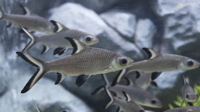 how to keep aquarium fish alive for transport