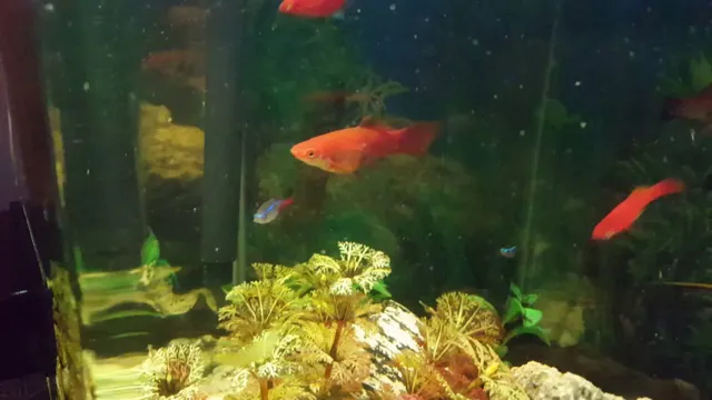 how to keep aquarium fish from dying