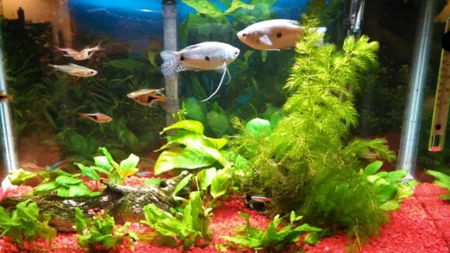 How to Keep Aquarium Fish from Dying: Top 10 Proven Ways