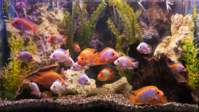 how to keep aquarium fish happy