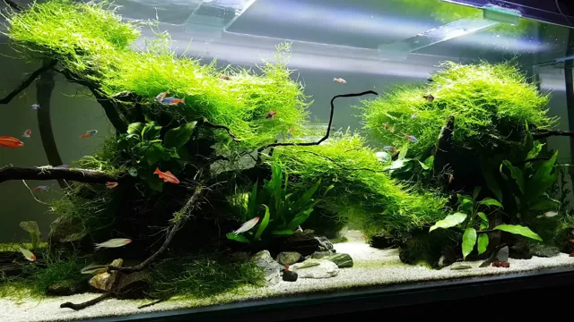 how to keep aquarium grass from floating
