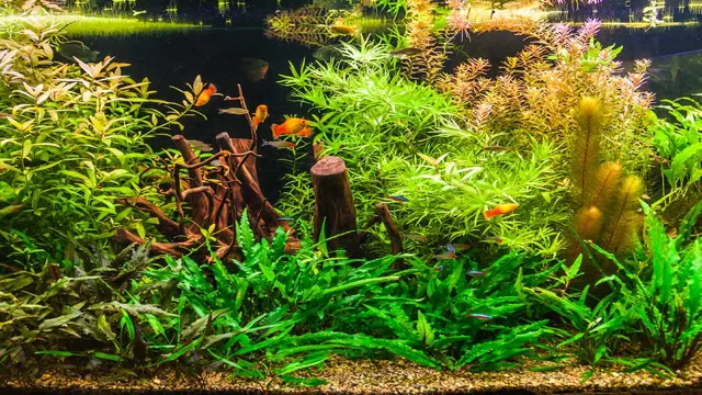 how to keep aquarium plants