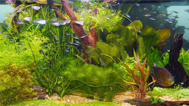 how to keep aquarium plants alive before planting