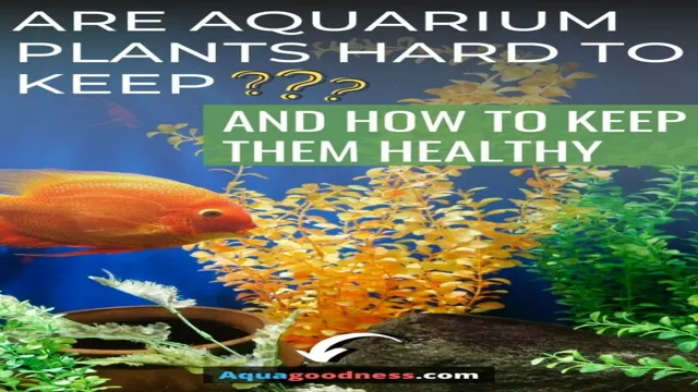 how to keep aquarium plants anchored