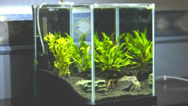 How to Keep Aquarium Plants Anchored: Essential Tips and Techniques