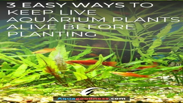 How to Keep Aquarium Plants Before Planting: Tips for Thriving Aquatic Greenery