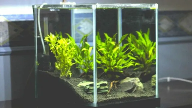 how to keep aquarium plants down