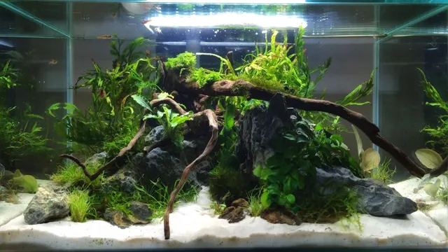 how to keep aquarium plants from dying