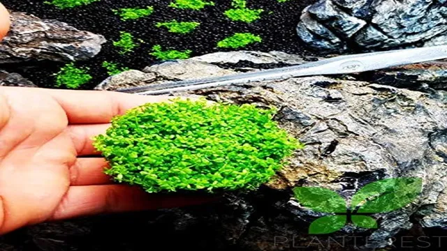 how to keep aquarium plants in gravel