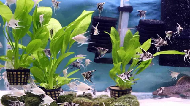 how to keep aquarium plants in place