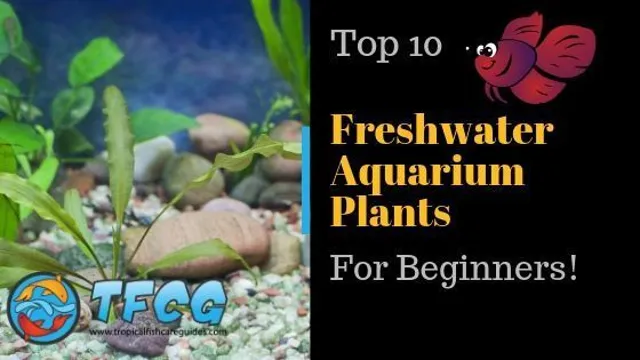 How to Keep Aquarium Plants Low CO2: Tips and Tricks.