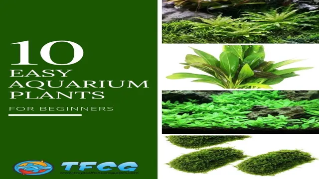 How to Keep Aquarium Plants Planted: Effective Techniques and Tips