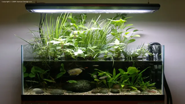 how to keep aquarium plants rooted