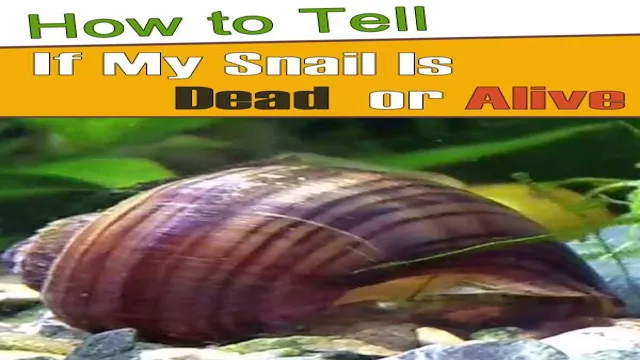 how to keep aquarium snails alive