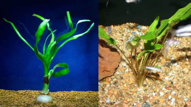 how to keep live plants in your aquarium