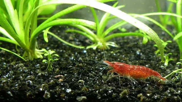 How to Keep Live Shrimp Aquarium: A Step-by-Step Guide to Ensure Your Shrimps’ Survival