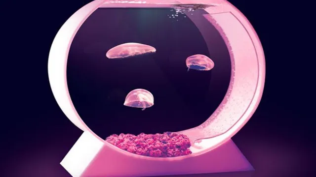 how to keep man of war jellyfish aquarium