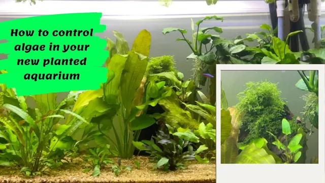 how to keep planted aquarium algae free