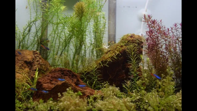 how to keep planted aquarium algae free