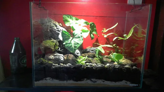 how to keep plants alice in an aquarium