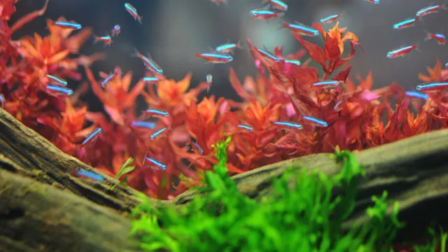 how to keep plants healthy in aquarium