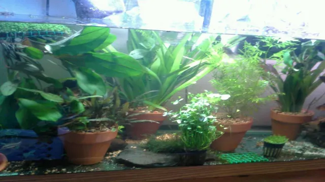 how to keep potted aquarium plants