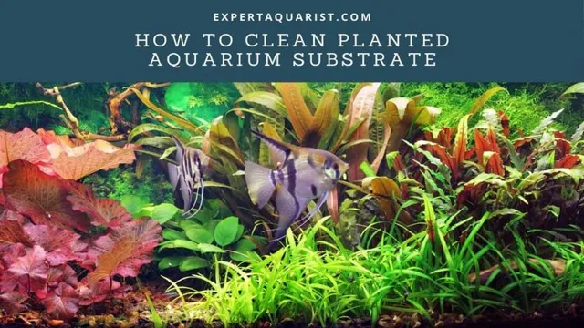 how to keep real plant in aquarium clean