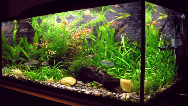 How to Keep Real Plant in Aquarium Clean: A Comprehensive Guide