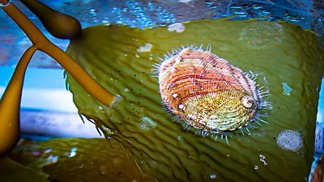 how to keep red abalone in an aquarium