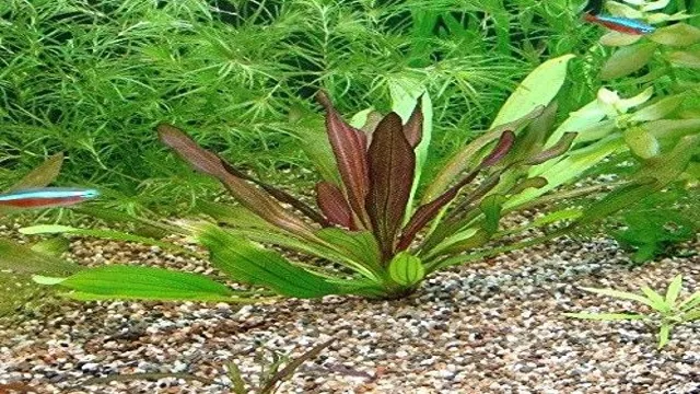 how to keep red aquarium plants red